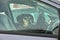 Dachshund dog in car waiting