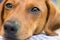 Dachshund dog closeup