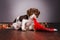 dachshund dog cute portrait home photo magic light