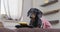 Dachshund dog in dress talks at videcall on comfortable sofa