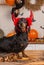 Dachshund dog dressed as a witch with a mistress decorate the house for Halloween.