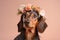Dachshund dog with flower crown on head on pastel background