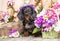 Dachshund dog and flowers