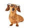 Dachshund dog with glasses