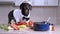 Dachshund dog in hat and cook costume with bow tie jumps on table and barks.