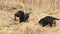 Dachshund dog hunting for moles in the garden ground covered with dry grass. Handheld Steady Footage.