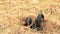 Dachshund dog hunting for moles in the garden ground covered with dry grass. Handheld Steady Footage.