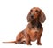 Dachshund Dog isolated over white background