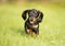 Dachshund dog Jumps the green grass