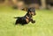 Dachshund dog Jumps the green grass