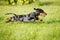 Dachshund dog Jumps the green grass