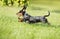 Dachshund dog Jumps the green grass