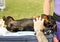 Dachshund dog laying back enjoying chest & tummy rub