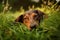 Dachshund Dog Lies In The Beautiful Grass. Generative AI