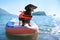 Dachshund dog in life jacket on Sup-board on sea water
