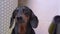 Dachshund dog with long ears takes hair dryer and barks