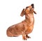 Dachshund dog look up