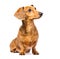 Dachshund Dog looking left