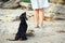 The dachshund dog looks at his master, performing the command sit, waiting for the reward, during training