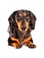 Dachshund dog of a marble color looks