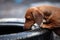 Dachshund dog old car tire