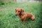 Dachshund dog in outdoor. Beautiful Dachshund standing on the green grass. Standard smooth-haired dachshund in the nature. Dachshu