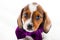 Dachshund Dog Piebald colour studio quality