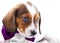 Dachshund Dog Piebald colour studio quality