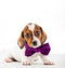 Dachshund Dog Piebald colour studio quality