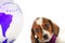 Dachshund Dog Piebald colour studio quality