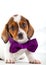 Dachshund Dog Piebald colour studio quality