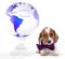 Dachshund Dog Piebald colour studio quality