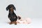 Dachshund dog portrait, black and tan, is playing with a roll of peach toilet paper, isolated on gray background