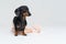 Dachshund dog portrait, black and tan, in toilet paper, isolated on gray background