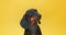 Dachshund dog poses against yellow studio wall for video blog