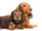 Dachshund dog and puppy