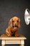 Dachshund dog puppy poses in a photo studio sitting on a wooden stool under a pulsed light lamp and looking ahead.