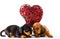 Dachshund Dog puppy Red Heart Studio