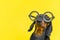 Dachshund dog puppy with Steampunk glasses on yellow background