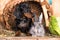 Dachshund dog and rabbit