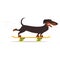 Dachshund dog riding skateboard