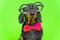 Dachshund dog with round glasses and a bow tie on a green background looks at the camera.