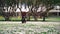 Dachshund dog runs along meadow of white chamomile flowers