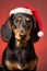 Dachshund dog with Santa Claus Christmas hat in front of bright red background