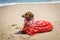 Dachshund dog with scarf on beach