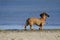 Dachshund dog on the seashore