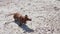 Dachshund Dog Shakes Off Water on a Sunny Beach. Slow Motion