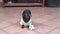 Dachshund dog sits on the floor with a ball waiting for the owner to play soccer