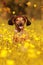 Dachshund dog sitting in autumn meadow