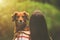 Dachshund dog sitting on owners arms and looking over her shoulder. Dog and woman together